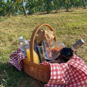 Picnic in vigna tra i filari della Vernaccia di San Gimignano