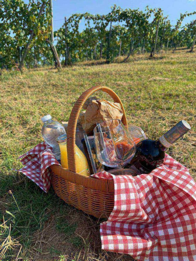Picnic in vigna tra i filari della Vernaccia di San Gimignano