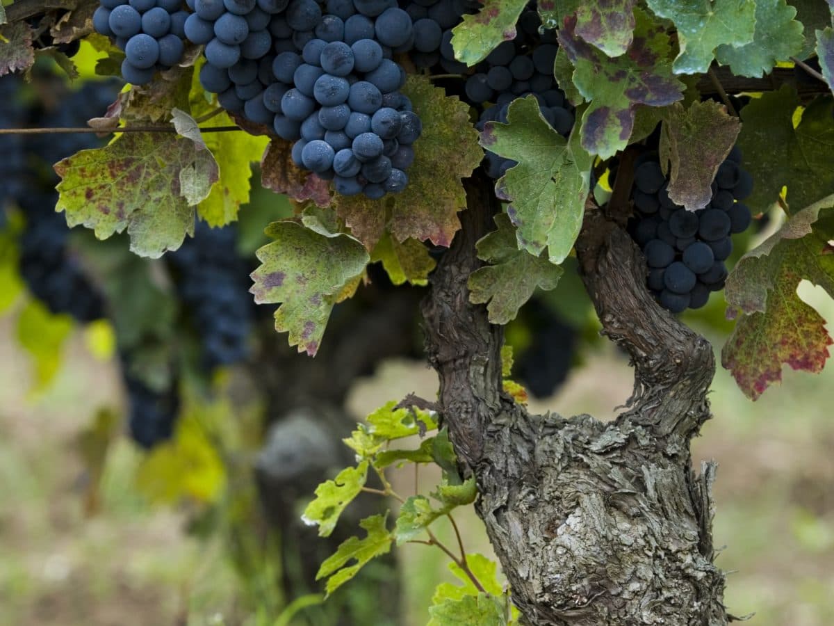 Discover Titolo World Complete 2