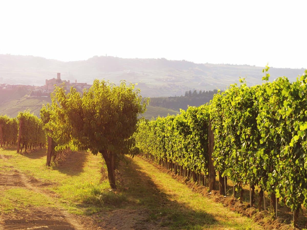 Terroir del Nebbiolo 2