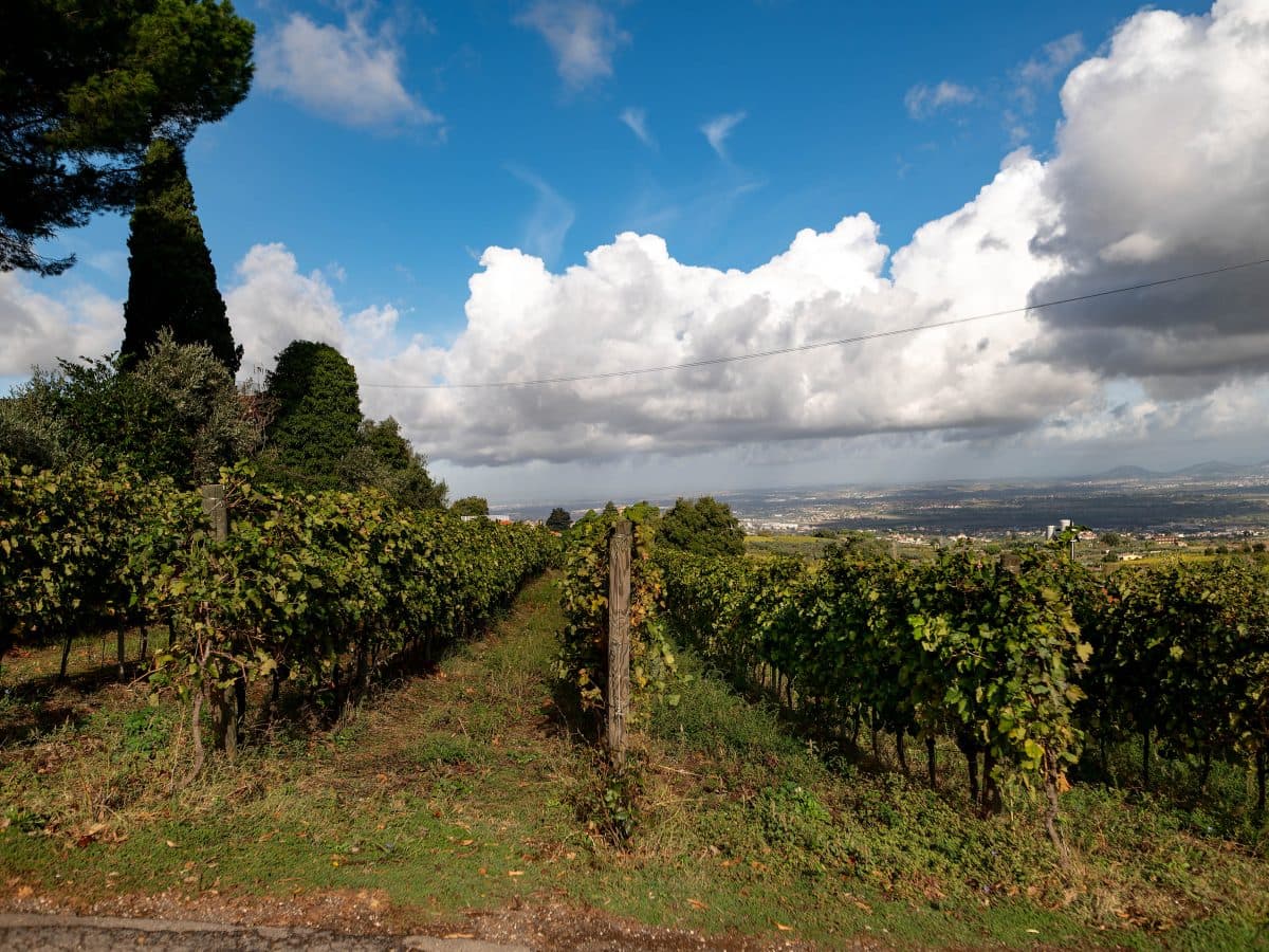 Evolution Wine Tasting 4