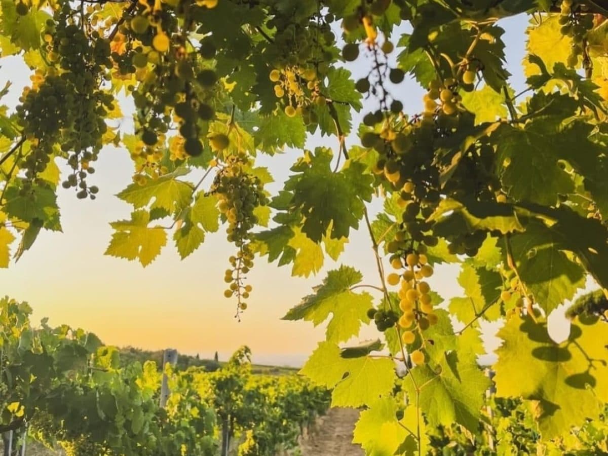 degustazione di vini alla scoperta del territorio dei Castelli Romani presso Casale Mattia 2