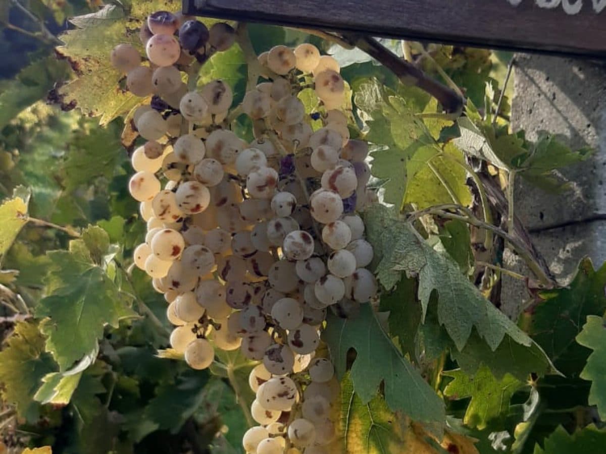 degustazione di vini alla scoperta del territorio dei Castelli Romani presso Casale Mattia 5