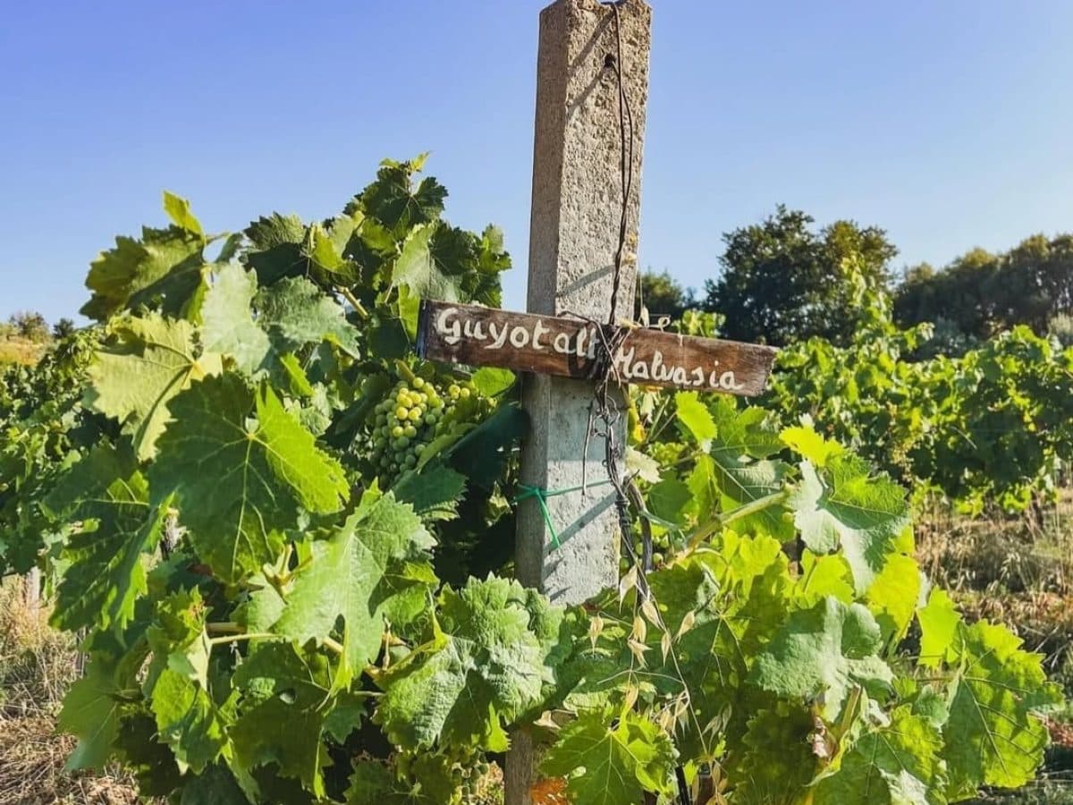 degustazione di vini alla scoperta del territorio dei Castelli Romani presso Casale Mattia 4