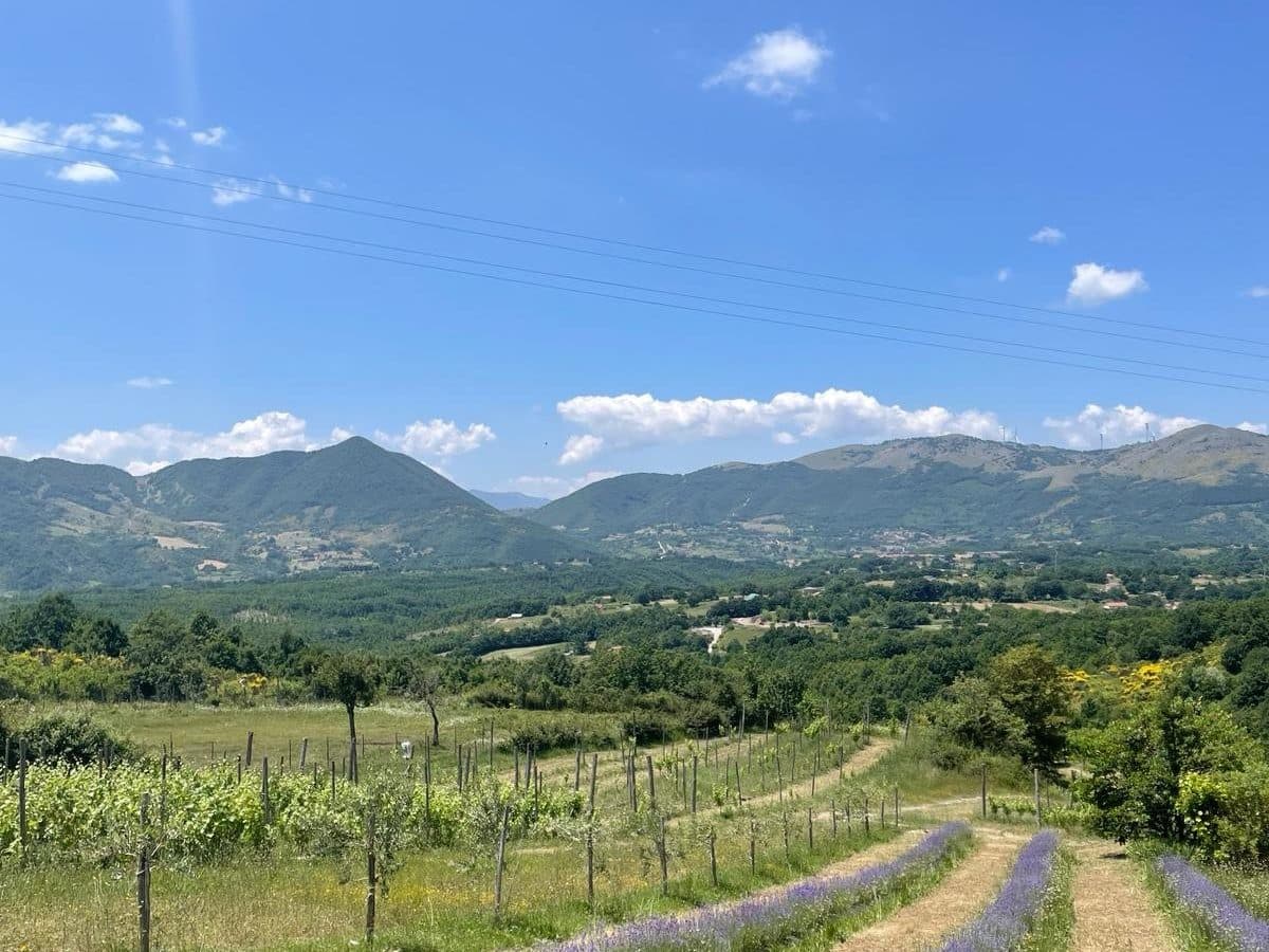 Profumi di vigna: esperienza di raccolta della lavanda e degustazione dei nostri vini