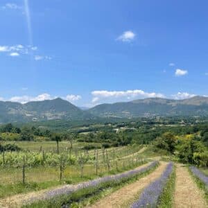 Profumi di vigna: esperienza di raccolta della lavanda e degustazione dei nostri vini