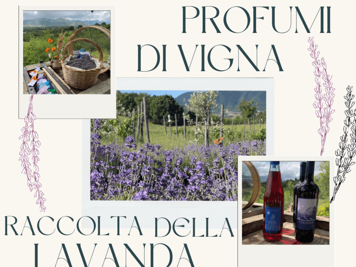 Profumi di vigna: esperienza di raccolta della lavanda e degustazione dei nostri vini 4