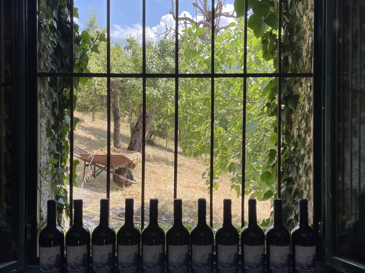 Profumi di vigna: esperienza di raccolta della lavanda e degustazione dei nostri vini 3