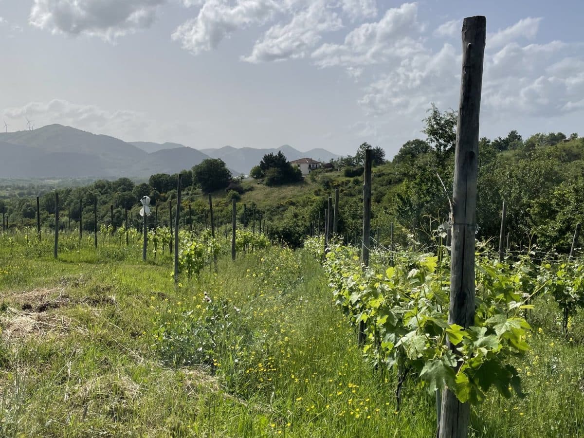 Profumi di vigna: esperienza di raccolta della lavanda e degustazione dei nostri vini 5