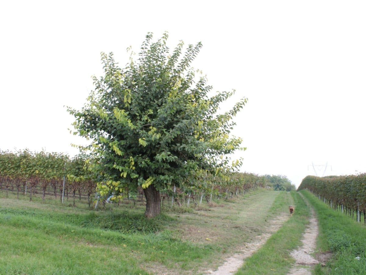 Passeggiata in vigneto e degustazione di 4 vini tipici del Lago di Garda.