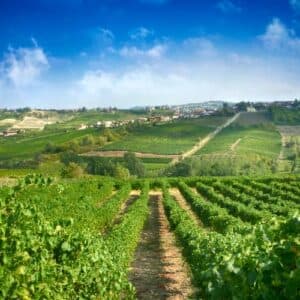 Visita alla cantina e degustazione guidata di tre vini e uno spumante metodo classico