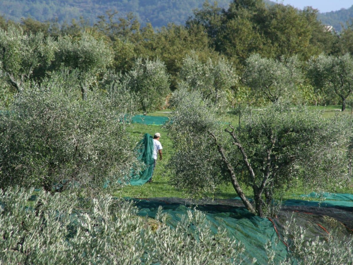 Tenuta Pomario. Degustazione semplice, assaggio di 6 vini e olio di nostra produzione. 4