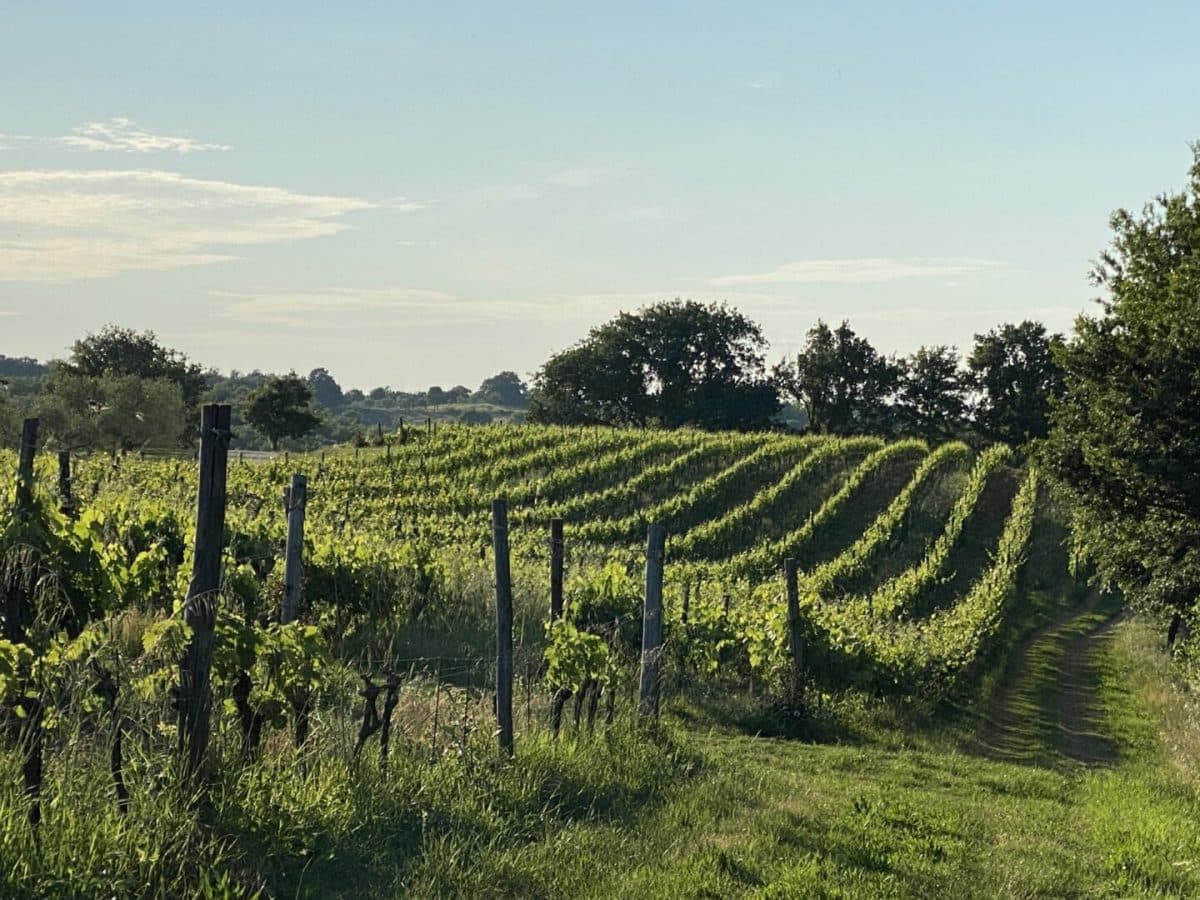 Tenuta Pomario. Degustazione semplice, assaggio di 6 vini e olio di nostra produzione. 5