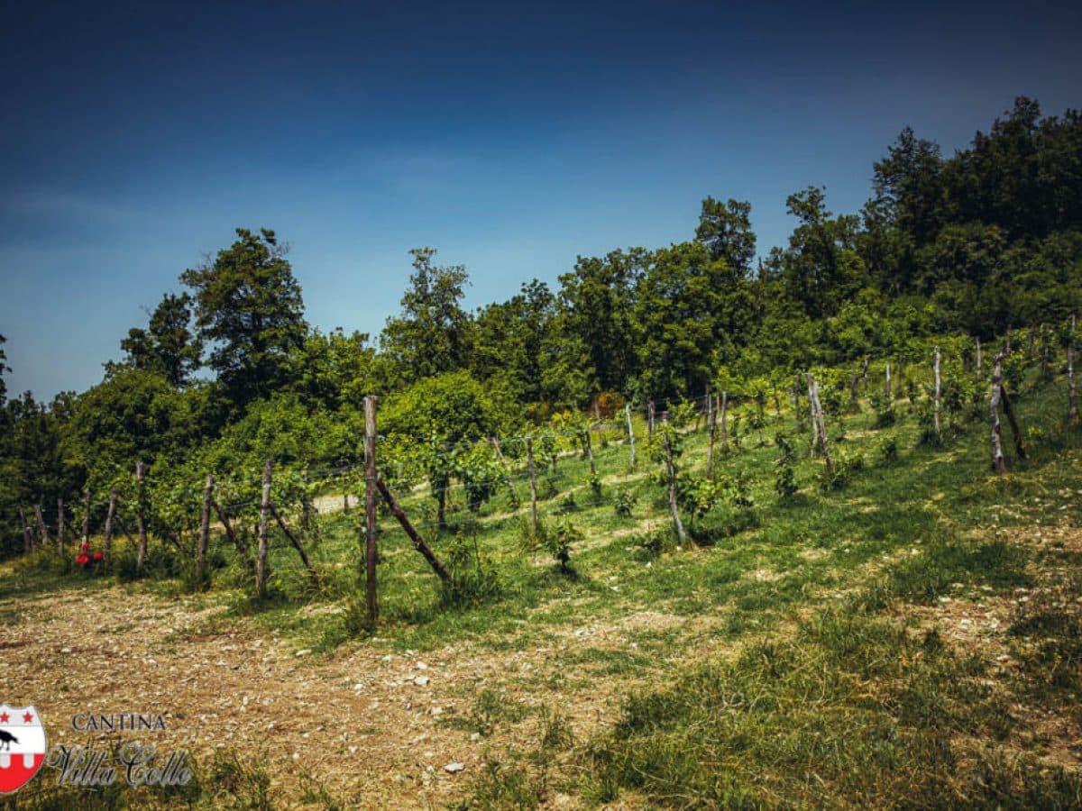 Il cammino delle suore, alla scoperta dei vigneti "eroici" di Cantina Villa Colle 4