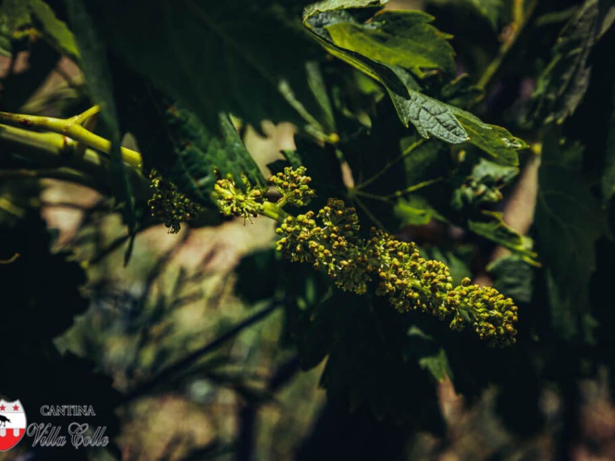 Il cammino delle suore, alla scoperta dei vigneti "eroici" di Cantina Villa Colle 3