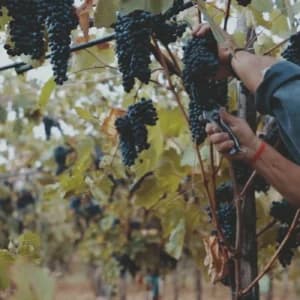 Puglia in tavola. Visita della cantina e degustazione vini.