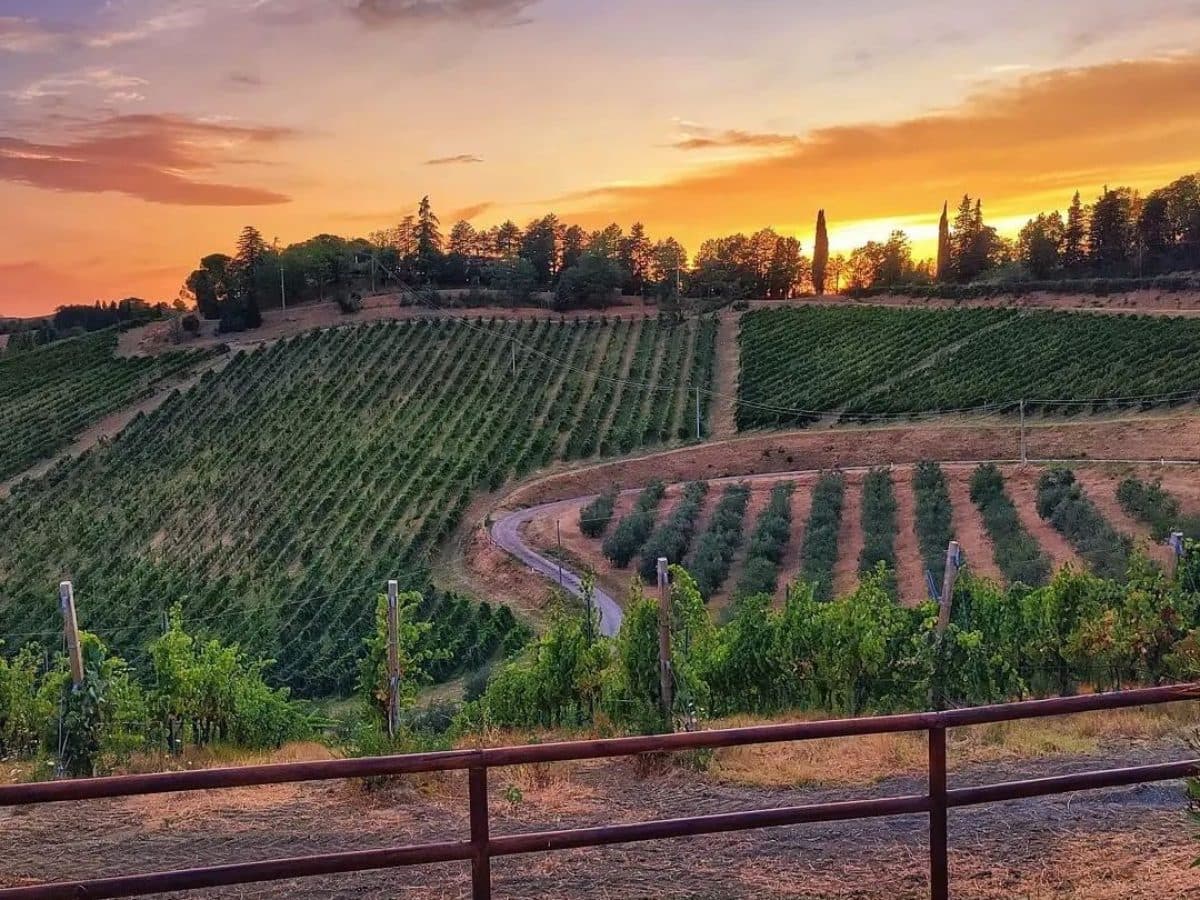 Visita della cantina, dei vigneti e degustazione vini DOC Colli Bolognesi.