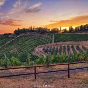 Visita della cantina, dei vigneti e degustazione vini DOC Colli Bolognesi.