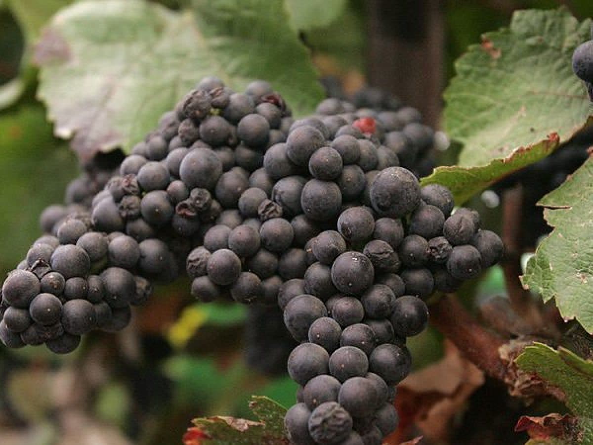 Degustazione con Ranuccio Neri. 4