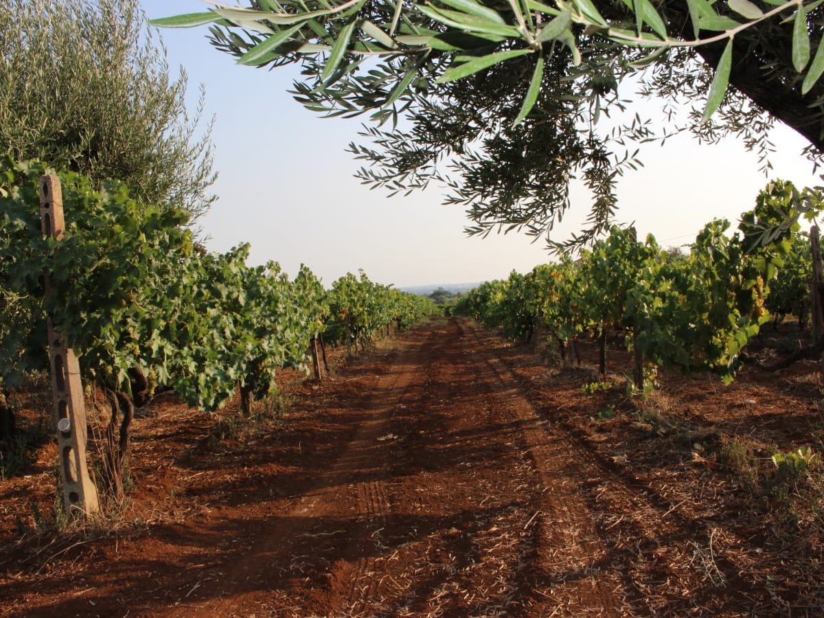 Degustazione Superior: 4 Vini e Prodotti Tipici del Lazio 3