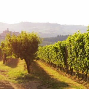 Terroir del Nebbiolo
