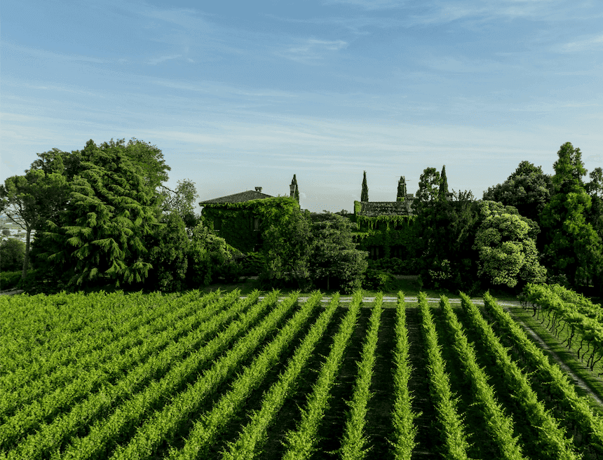 Le Vigne di San Pietro