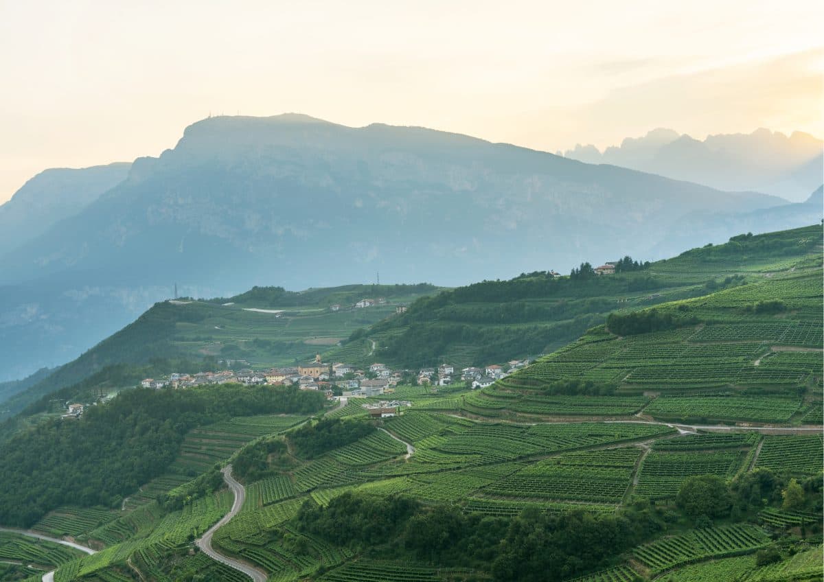 La Viticoltura Eroica - Visita guidata in cantina e degustazione guidata di 4 calici 2